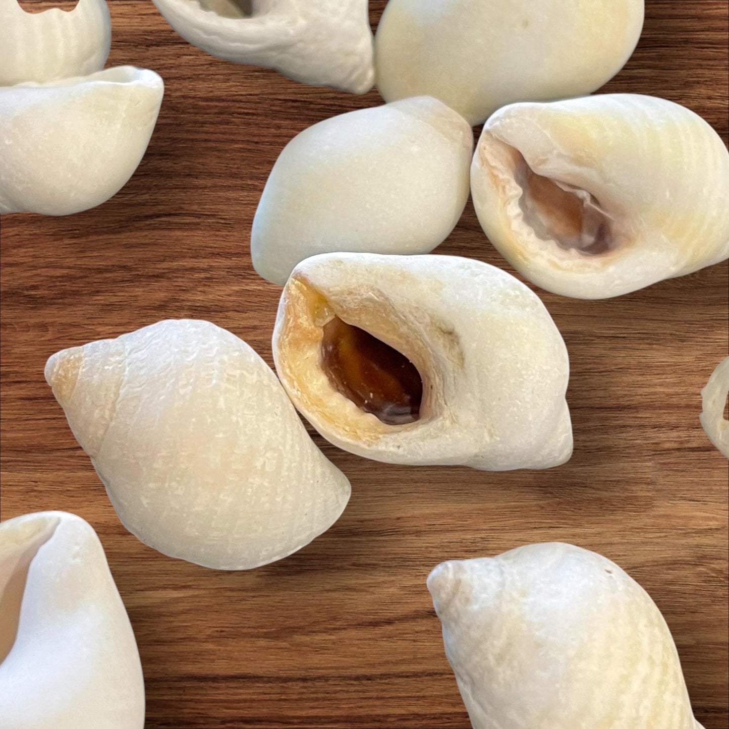 sea shells