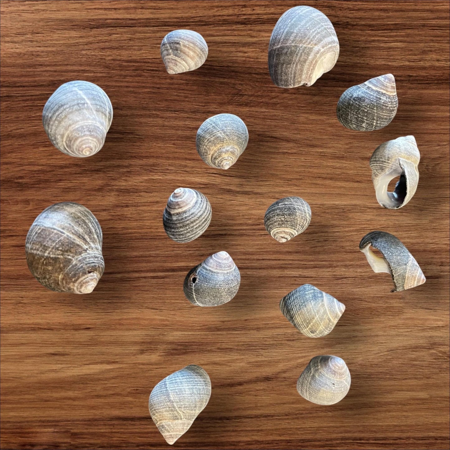 sea shells