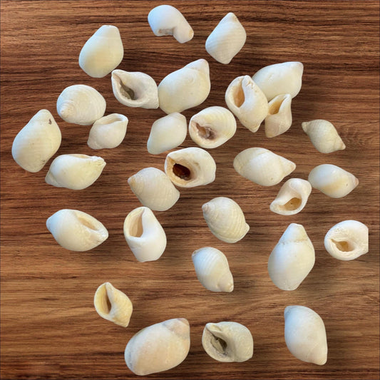 sea shells