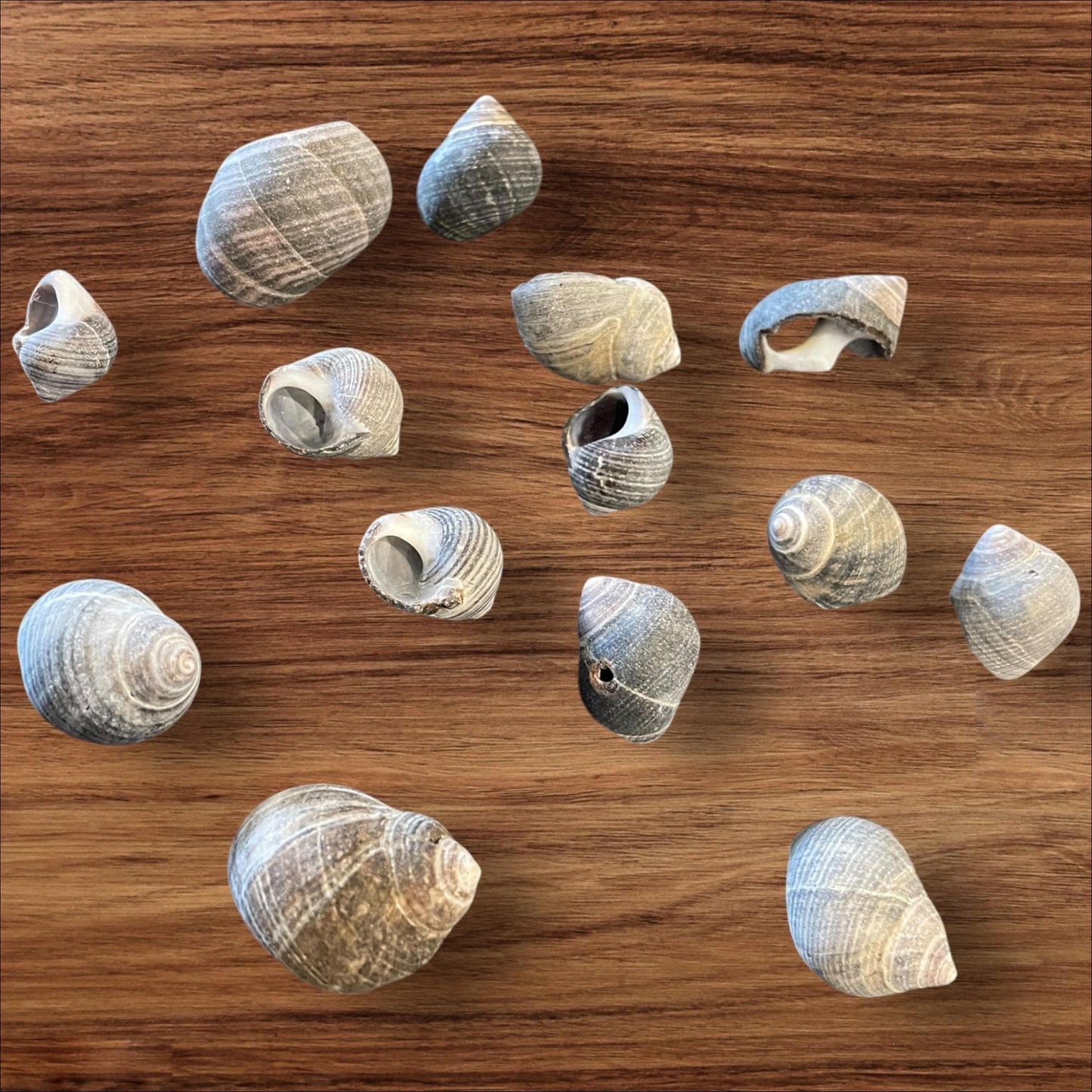 sea shells