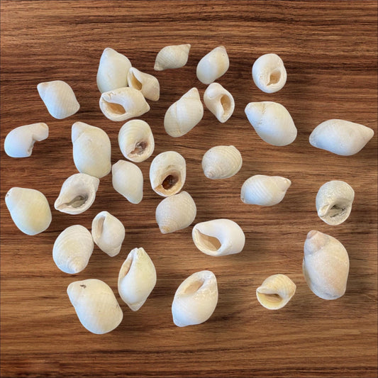 sea shells