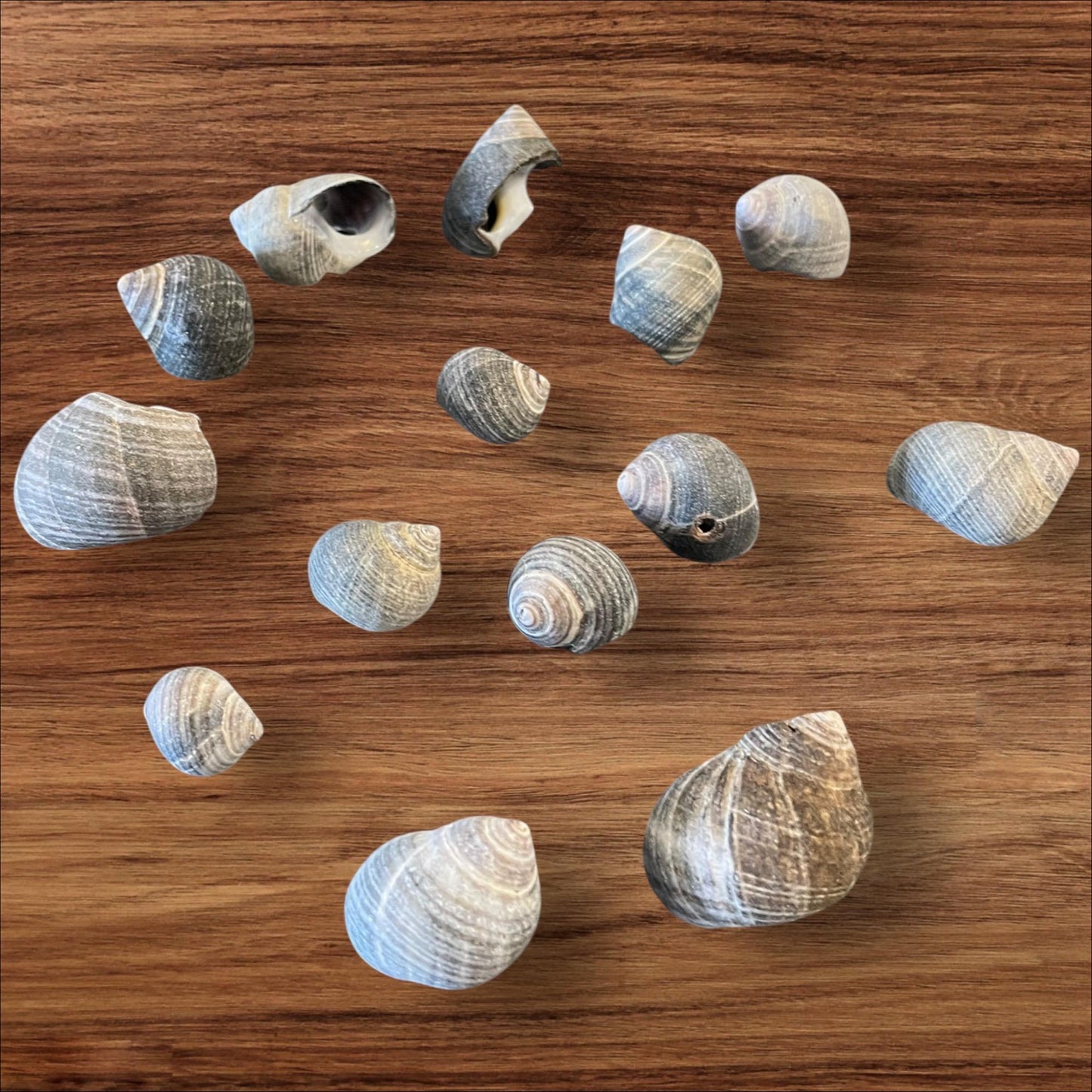 sea shells