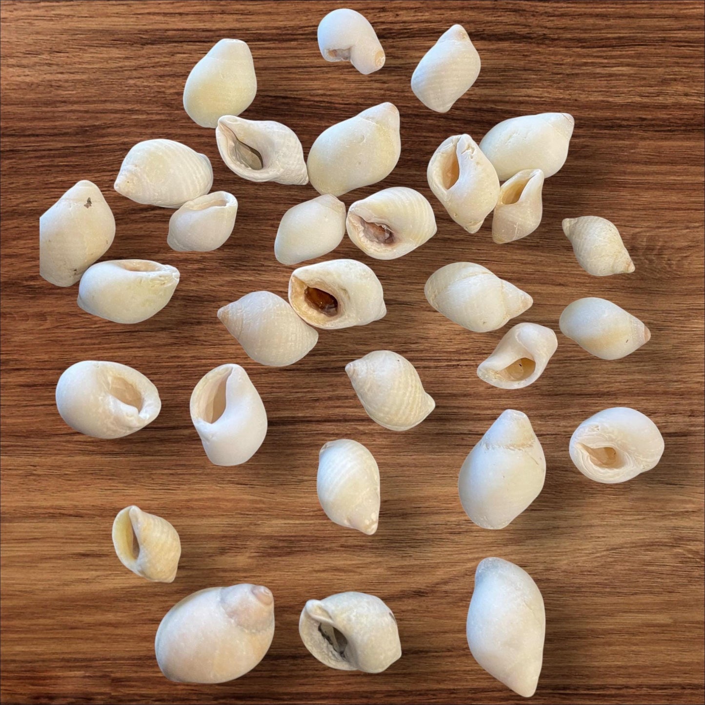 sea shells