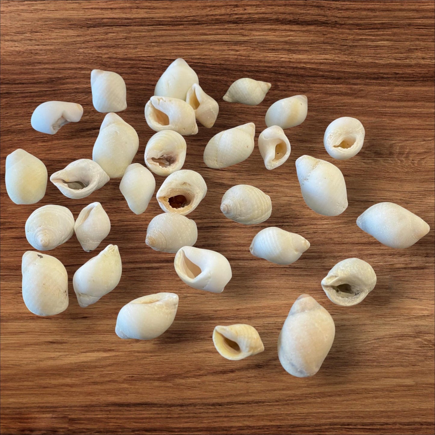 sea shells