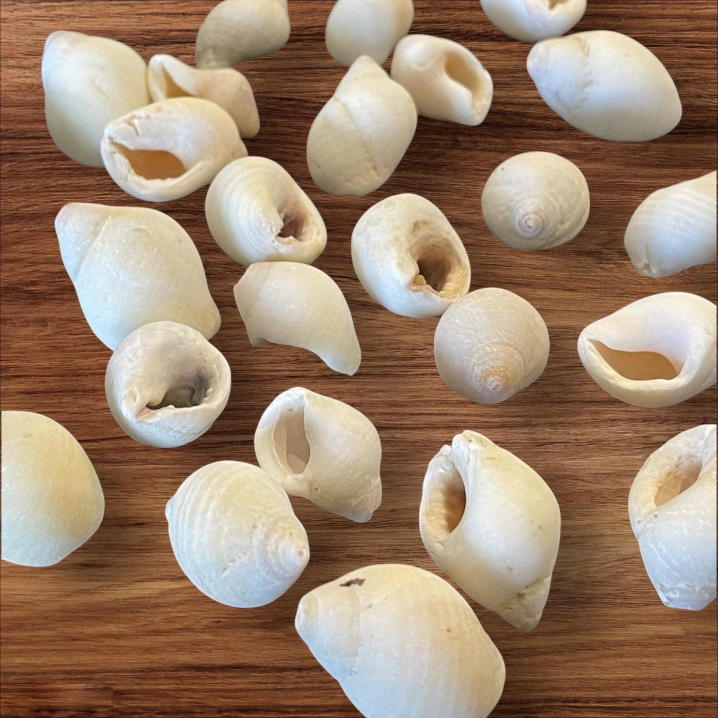 sea shells