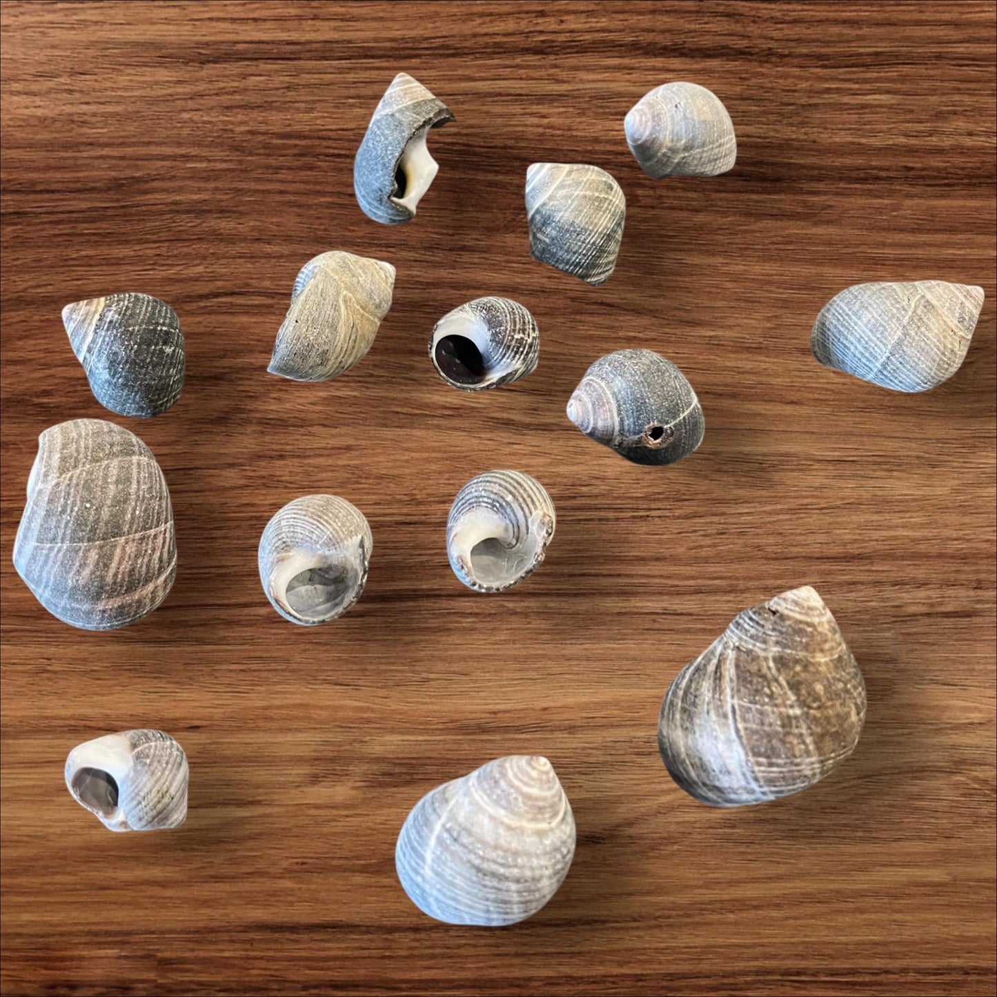 sea shells
